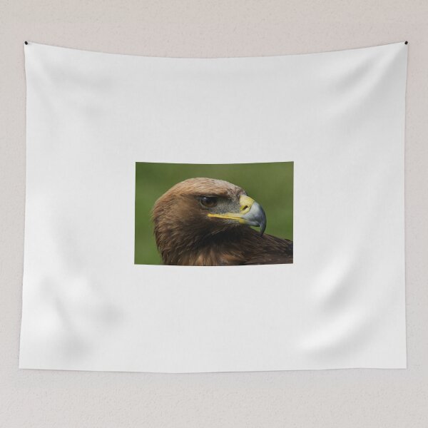 Item preview, Close-up of turned head of golden eagle designed and sold by Nick Dale Photography.