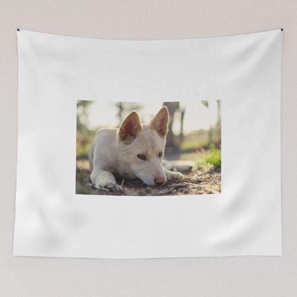 Item preview, Zahra a 4 month old Alpine Dingo Pup designed and sold by dPphodography.