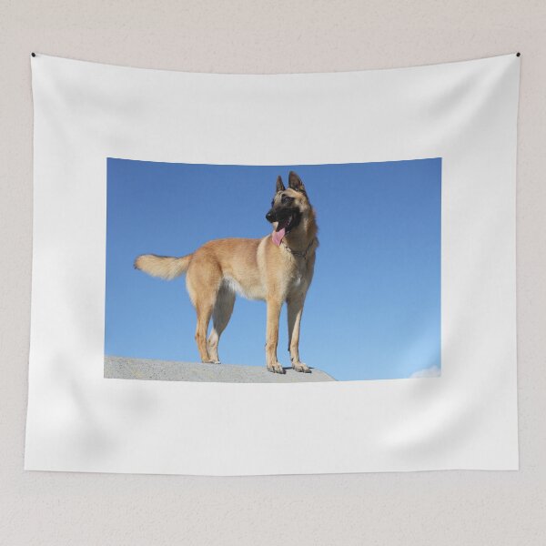 Item preview, 2015 Malinois  designed and sold by Belgian Shepherd Dog Club of QLD Inc.