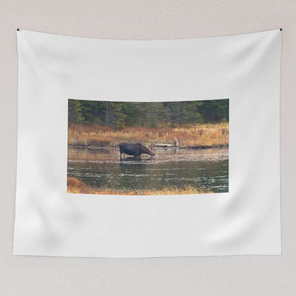 Item preview, Moose - Algonquin Park, Canada designed and sold by James Cumming.