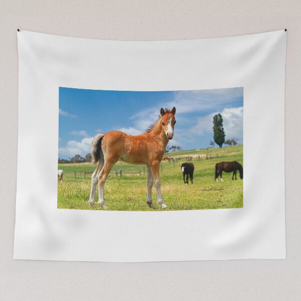 Item preview, Welsh Mountain Foal designed and sold by Rivington.