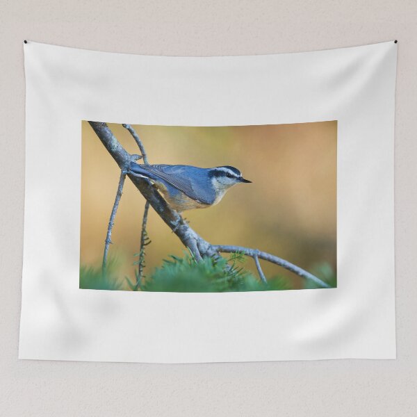 Item preview, Red-breasted Nuthatch - Algonquin Park, Canada designed and sold by James Cumming.