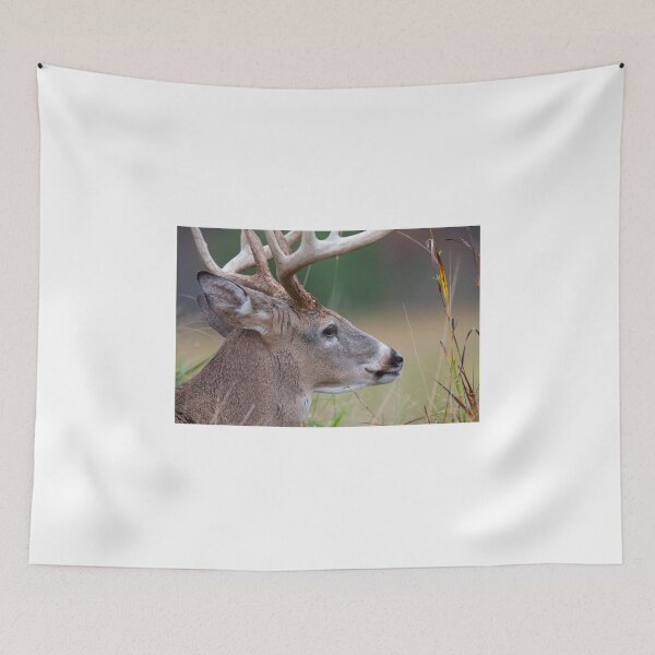 Item preview, White-tailed buck, Quebec, Canada designed and sold by James Cumming.