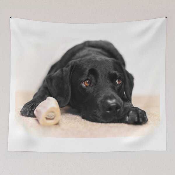 Item preview, Black Labrador designed and sold by JFPhotography.