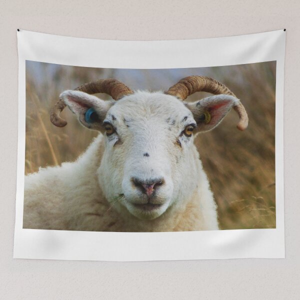 Item preview, Herdwick Sheep designed and sold by jaks.