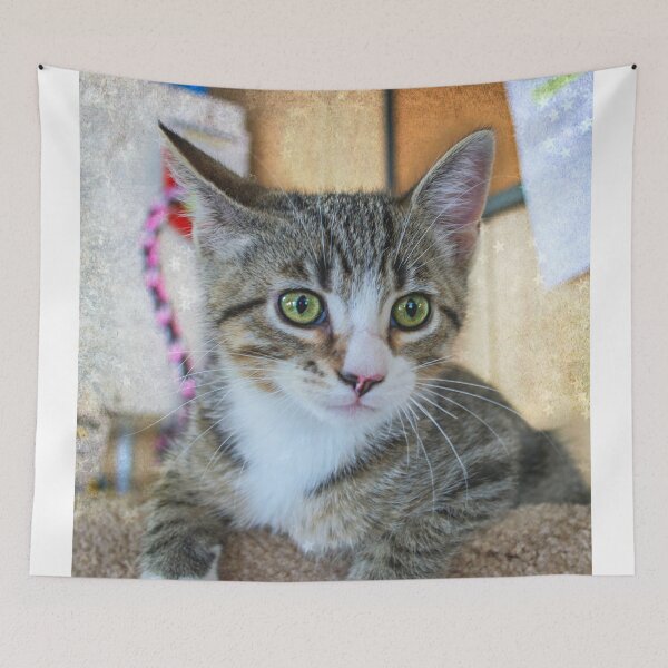 Item preview, Green Eye Cute Tabby Kitten designed and sold by Peggy Franz Animal and Rescue Photography.