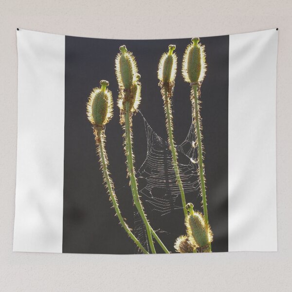 Item preview, Sunlit Poppy Seedheads designed and sold by jaks.