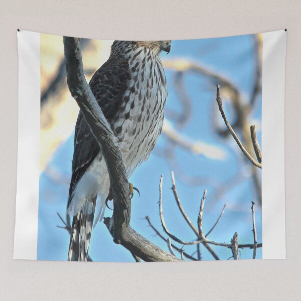 Item preview, Juvenile Cooper's Hawk designed and sold by Carl Olsen.