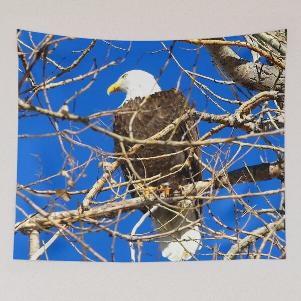 Item preview, Bald Eagle designed and sold by Amy McDaniel.
