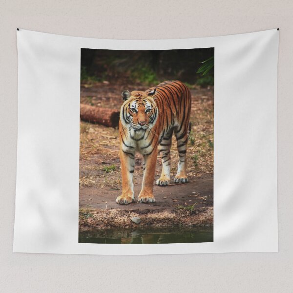 Item preview, Tiger Stare designed and sold by Chase Patton.