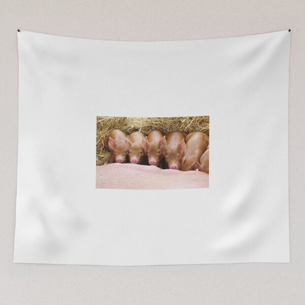 Item preview, Feeding Time - Piglets Photo / Print - Baby pigs getting fed designed and sold by Very Peculiar.
