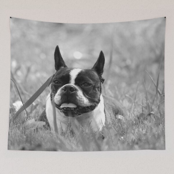 Aperçu de l'œuvre Quorra le Boston Terrier sur le terrain créée et vendue par NerdFox.