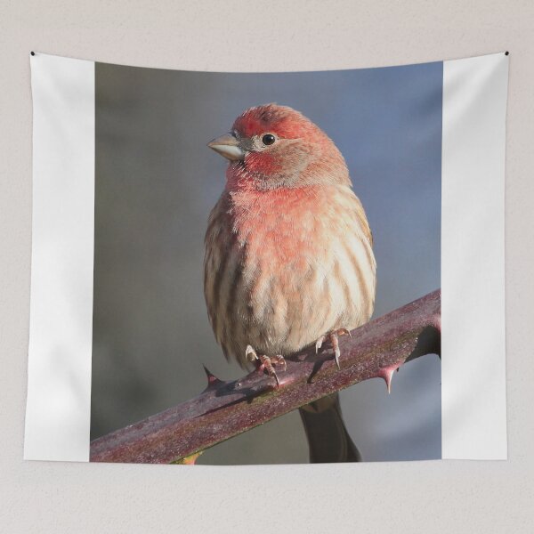 Item preview, House Finch designed and sold by Carl Olsen.