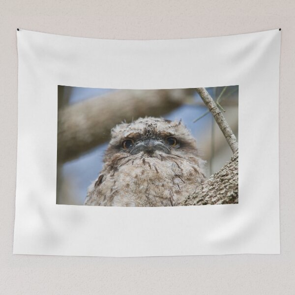 Item preview, The Sulky Frogmouth Face designed and sold by byronbackyard.