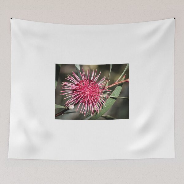 Item preview, Pin Cusion Hakea designed and sold by pcbermagui.