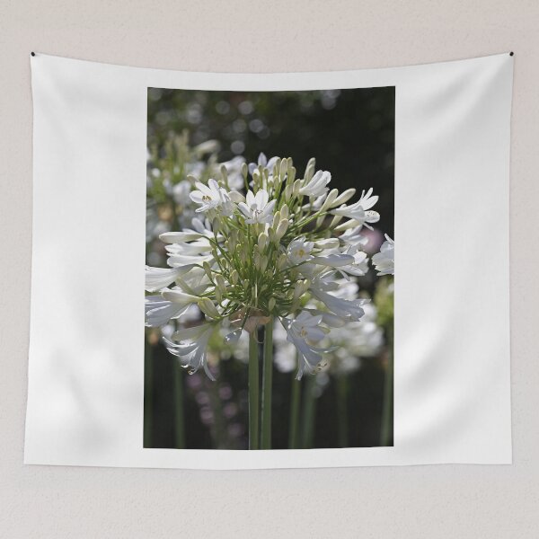 Item preview, White Bright Agapanthus designed and sold by Joy Watson - Natural Light Photography .