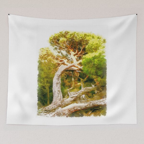 Item preview, Island Caprera: pine tree designed and sold by Giuseppe Cocco.