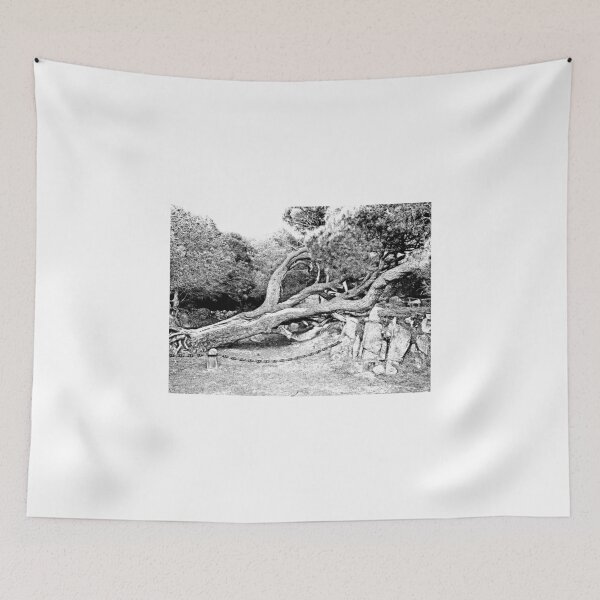 Item preview, Island Caprera: pine tree designed and sold by Giuseppe Cocco.