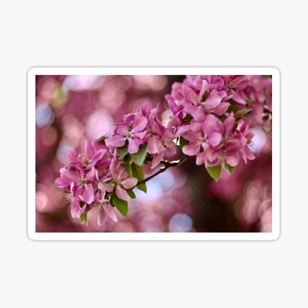Spring Dream Sticker