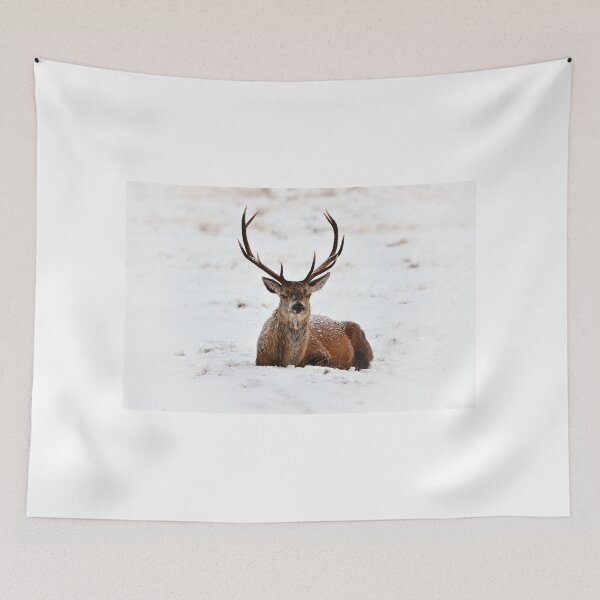 Item preview, Red Deer Stag On Royal Deeside designed and sold by Portybear.