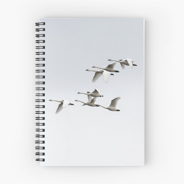 Item preview, Tundra Swans 2019-3 designed and sold by Thomasyoung.