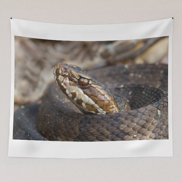Item preview, Water Moccasin designed and sold by WorldDesign.