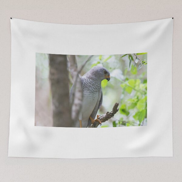 Item preview, My Backyard Goshawk designed and sold by byronbackyard.