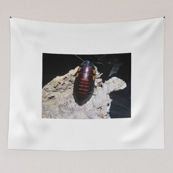 Item preview, Flat Horn Hisser Roach  designed and sold by MoonlightMantid.