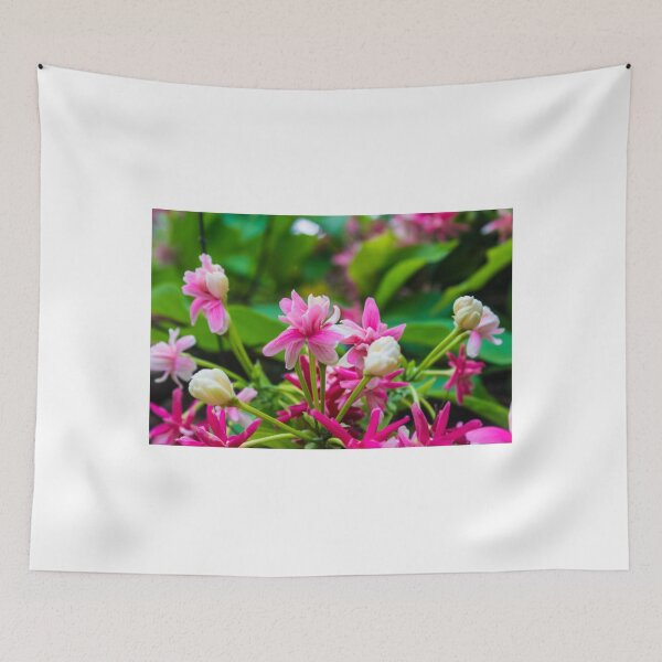 Item preview, Quisqualis indica (Rangoon Creeper) designed and sold by lm31.