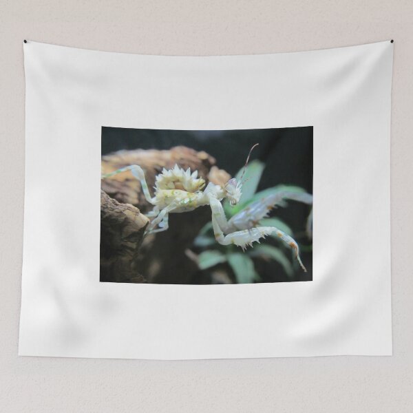 Item preview, Sub Adult Spiny Flower Mantis (Pseudocreobotra wahlbergii) designed and sold by MoonlightMantid.