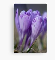1093 . Crocus sativus . God bless you each and every day with much love and Joy and wonderful inside and out !! Metal Print