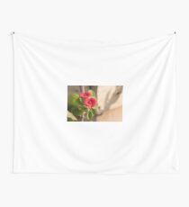 Euphorbia milii Wandbehang