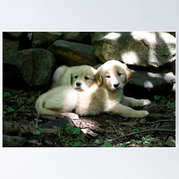 Item preview, Sundappled Puppies - 10 designed and sold by goldnzrule.