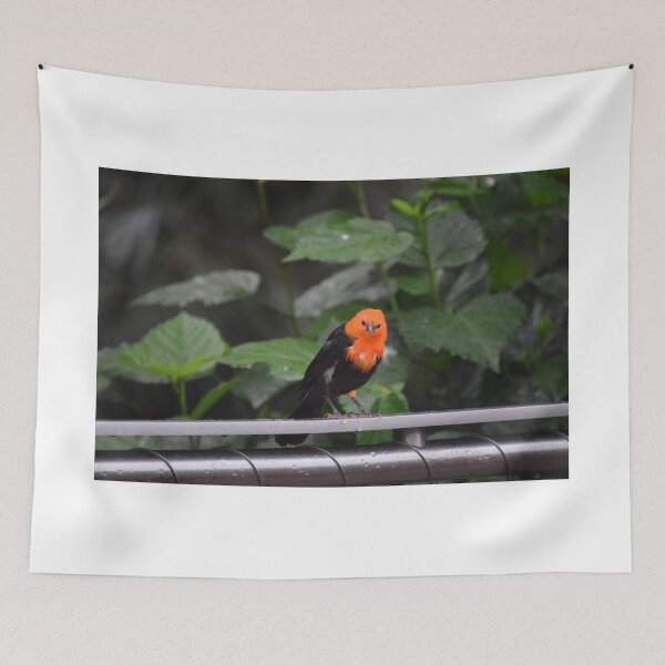 Item preview, National Aviary Pittsburgh Series - 22 designed and sold by sarahshanely.