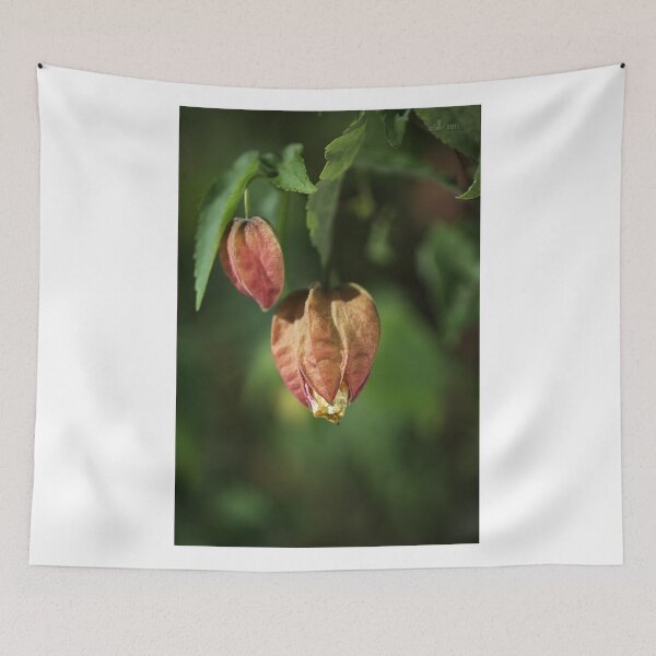 Item preview, Chinese Lantern Buds designed and sold by Joy Watson - Natural Light Photography .