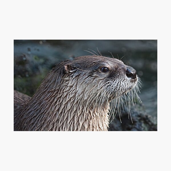 Otter Photographic Print