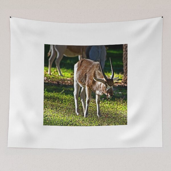 Item preview, Youngster Addax designed and sold by miroslava.