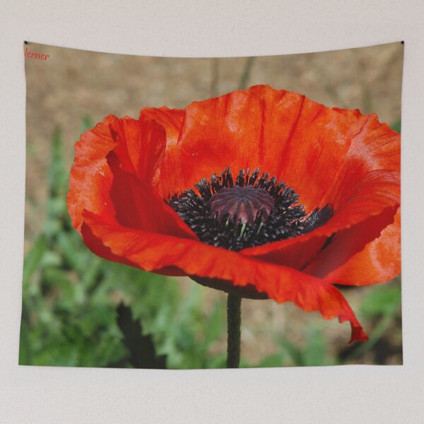 Item preview, Beauties Brilliance  designed and sold by Holly Werner.