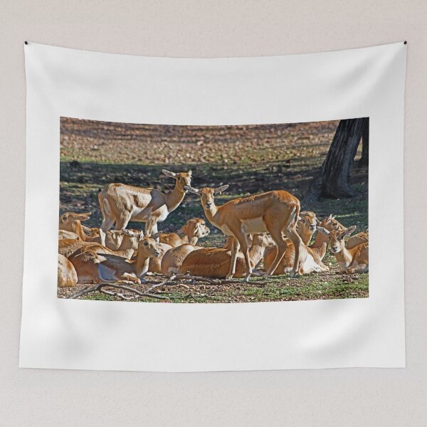 Item preview, Blackbuck Female And Fawns designed and sold by miroslava.