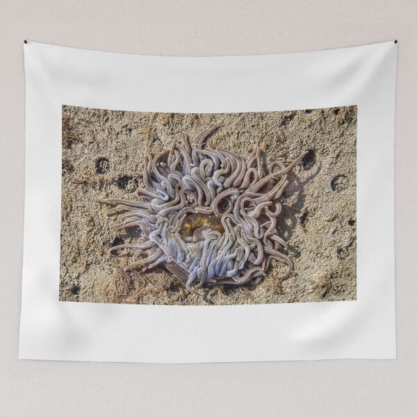 Item preview, Sea Anemones 2 designed and sold by Dorset Girl.