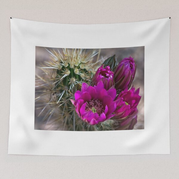 Item preview, Pink Hedgehog Cactus  designed and sold by Saija  Lehtonen.