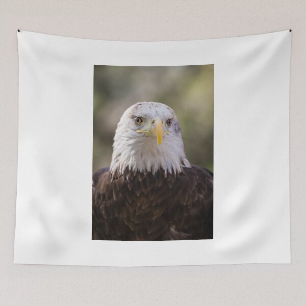 Item preview, Portrait of a Young Bald Eagle designed and sold by Robert Kelch, M.D..