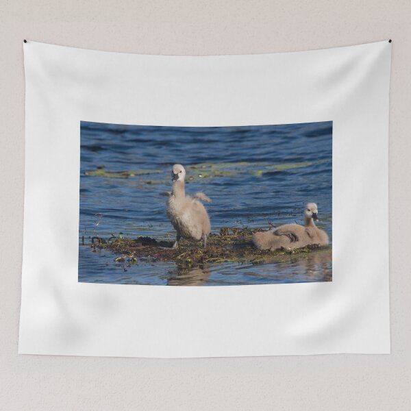 Item preview, Cygnet Antics designed and sold by byronbackyard.