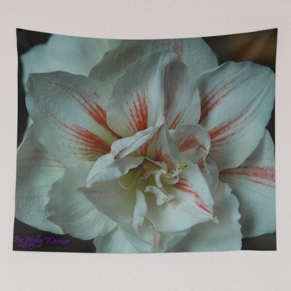 Item preview, WHite Amaryllis designed and sold by Holly Werner.