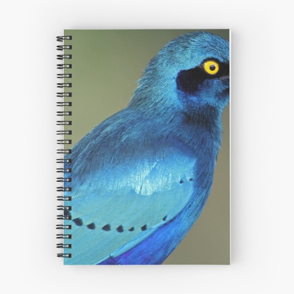 Item preview, Greater Blue-eared Glossy Starling showing its colors designed and sold by Anthony Goldman.