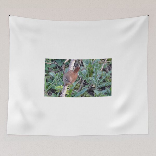 Item preview, Reed Warbler - Acrocephalus scirpaceus designed and sold by Chris Monks.