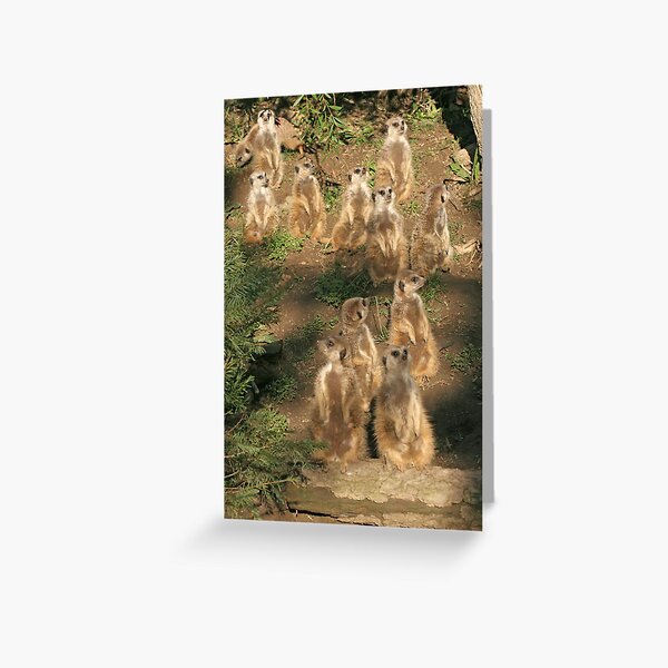 Meerkats of Oakland Zoo Greeting Card