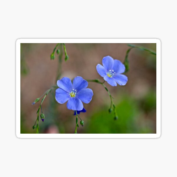 Flax Blossoms Sticker