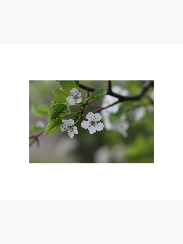 Sakura - 1 by thepurplelilac