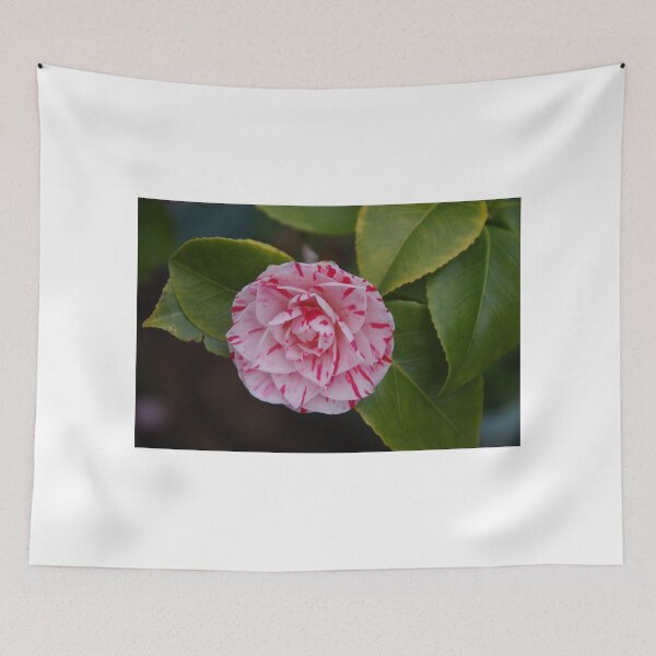 Item preview, Camellia Stripes designed and sold by lezvee.